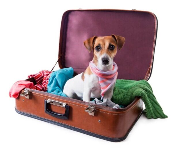 Como viajar com cachorro para a Itália Regras para levar cachorro para a Itália