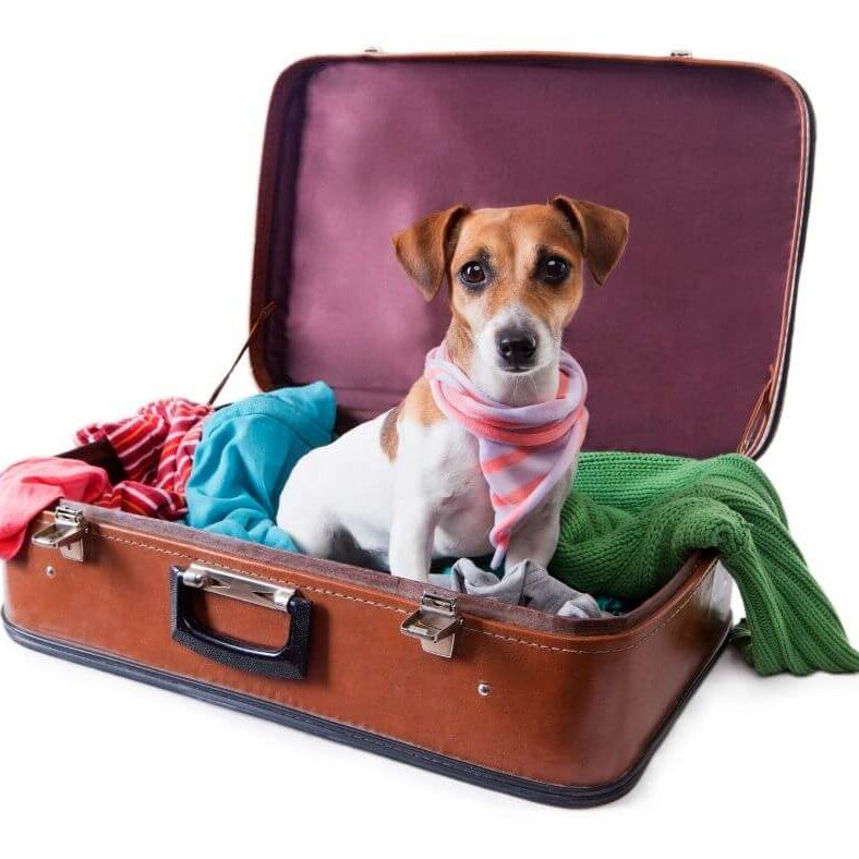 Como viajar com cachorro para a Itália Regras para levar cachorro para a Itália
