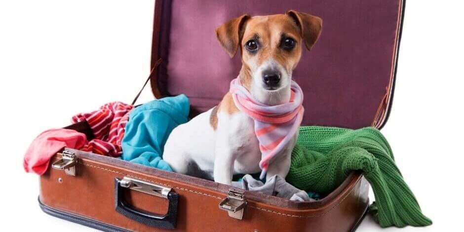 Como viajar com cachorro para a Itália Regras para levar cachorro para a Itália